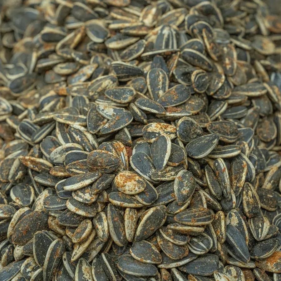 Roasted Sunflower Seeds - BBQ