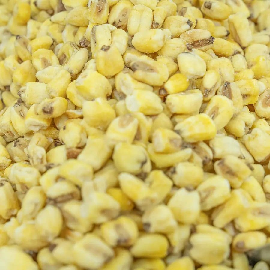 Roasted Corn - Salted