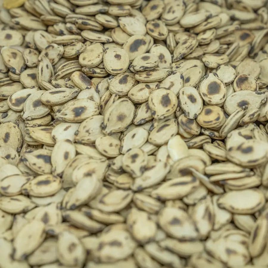 Roasted Unsalted Palestinian Watermelon Seeds